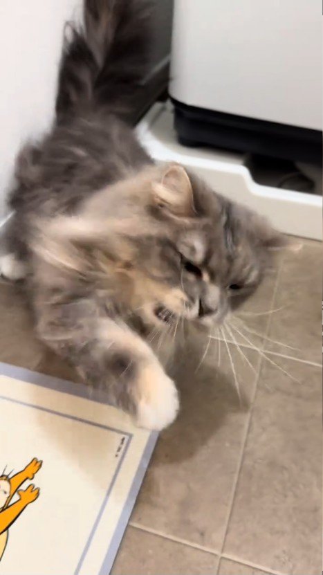 前足を前に出す猫