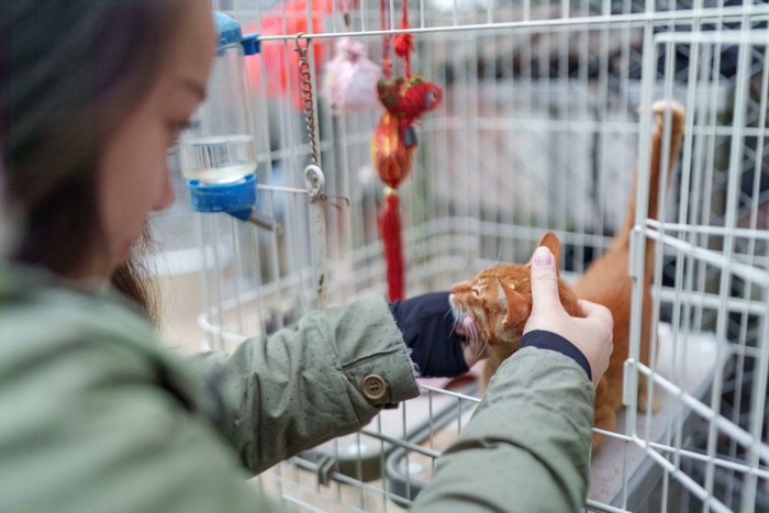 ケージの中の猫と遊ぶ少女