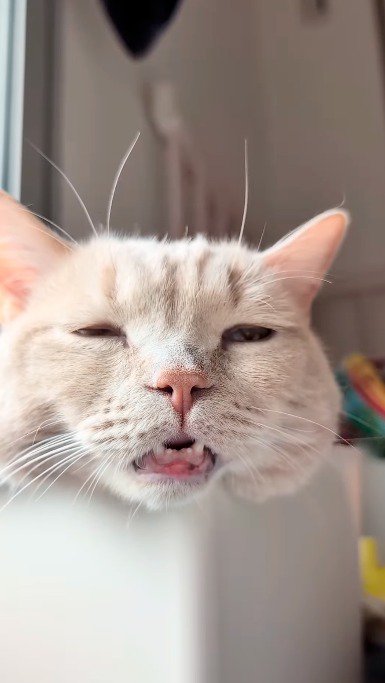 口と目がうっすらと開いている猫