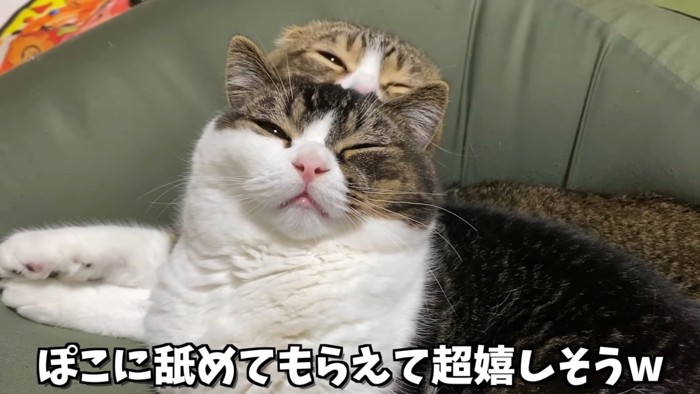 目を細める2匹の猫