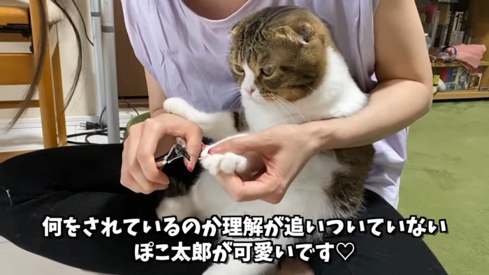 前足の爪を切られる猫