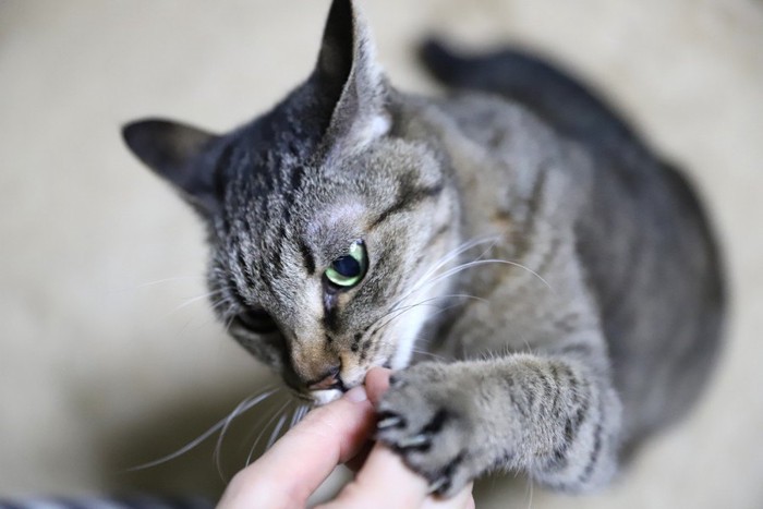 においを嗅ぐ猫