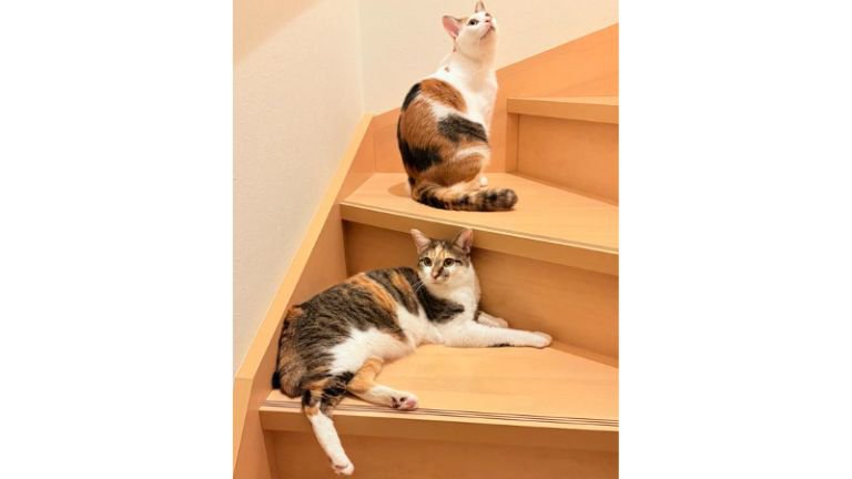階段にいる猫