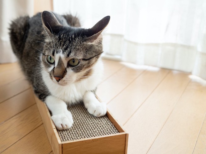 床に置いてある爪研ぎに乗る猫