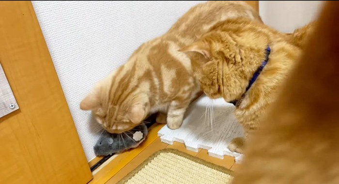 オモチャで遊ぶ猫