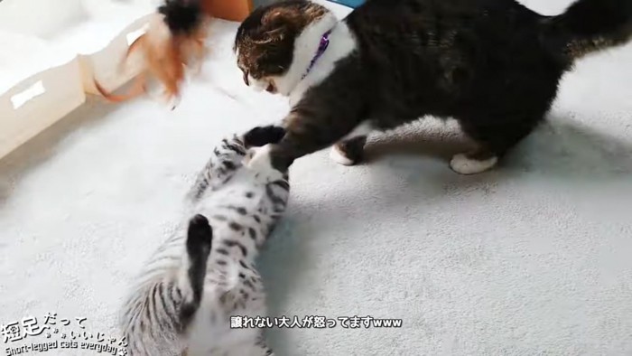 怒る成猫と怒られる子猫