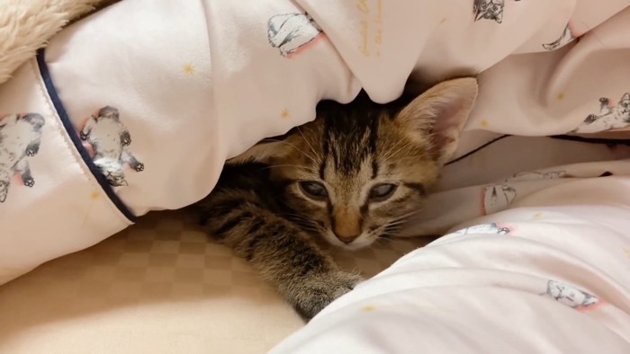 人の腕の中にいる子猫