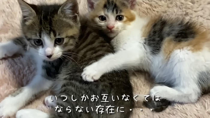 2匹の子猫