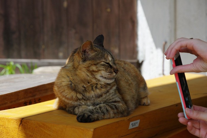 記念撮影中の猫