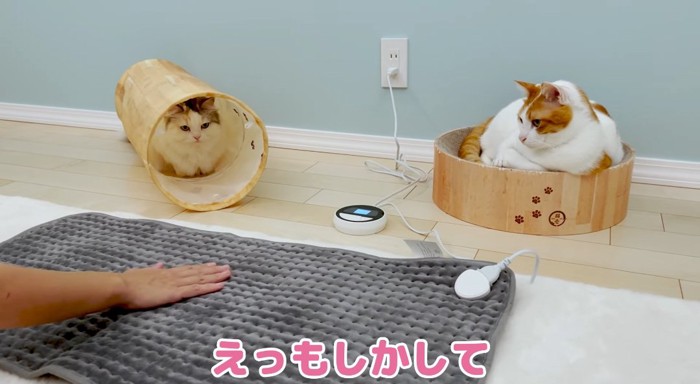 カーペットを見つめる猫