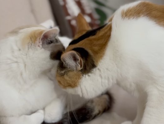 俯く左の猫の顎の下に顔を入れようとする右の猫