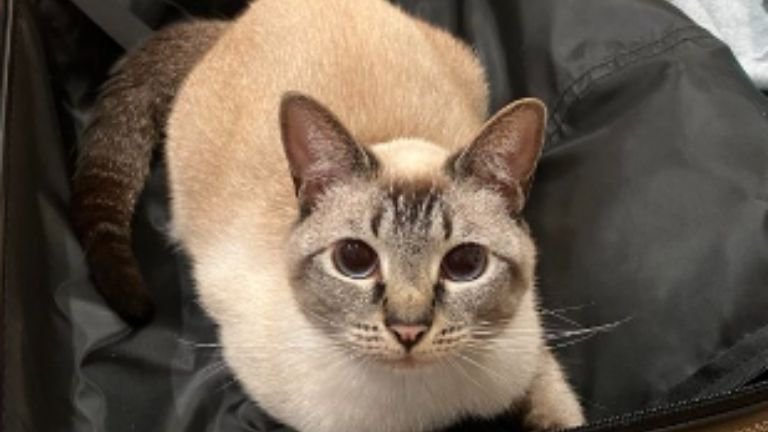 室内にいる猫