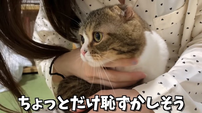 猫の顔