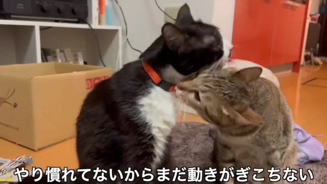 グルーミングし合う猫