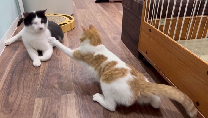 猫パンチ