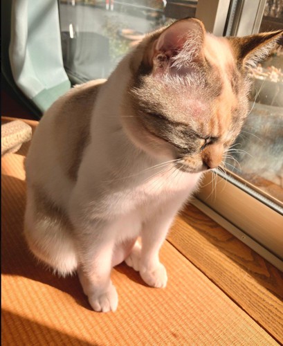 ひだまりの中でお座りする猫