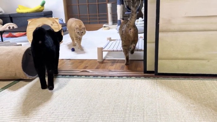 部屋の中を歩く猫