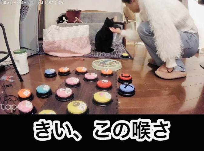 ママから会話ボタンの使い方を教わる黒猫