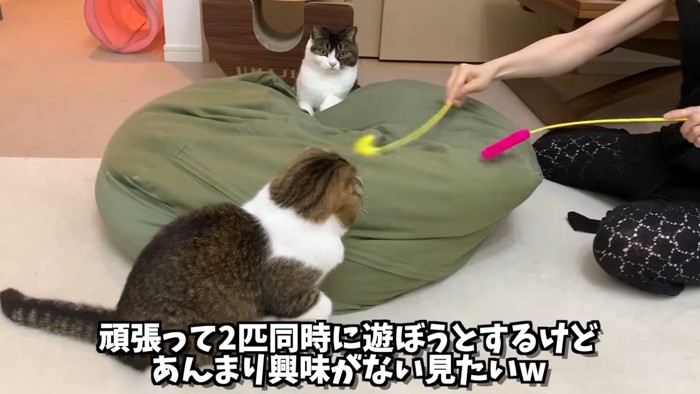 猫じゃらしを見る2匹の猫