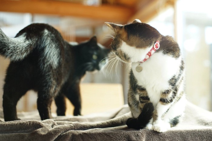 座って振り向く猫と経って振り向く猫