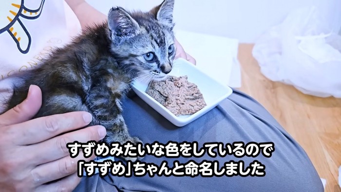 上を見る子猫