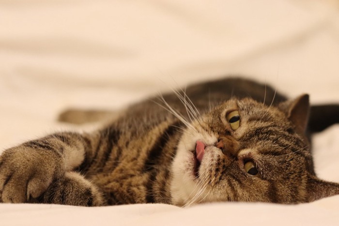 舌をしまい忘れる猫
