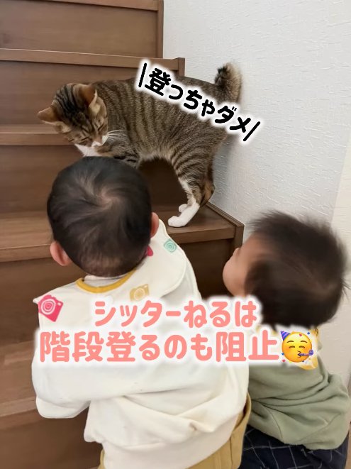 階段2段目に立っている猫を見上げる2人の子供