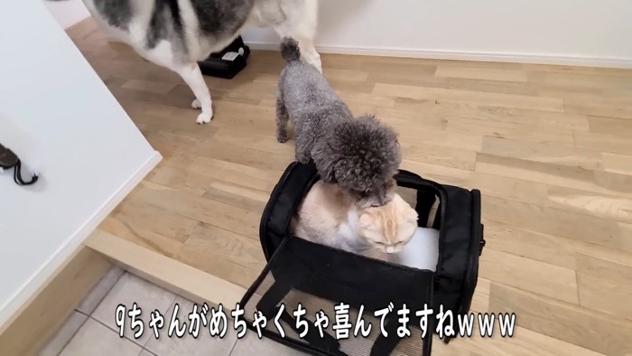 猫に近づく犬