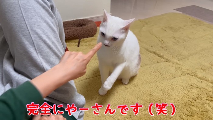 指を出す人と手を出す猫