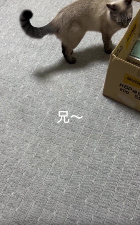 においを嗅ぐ猫