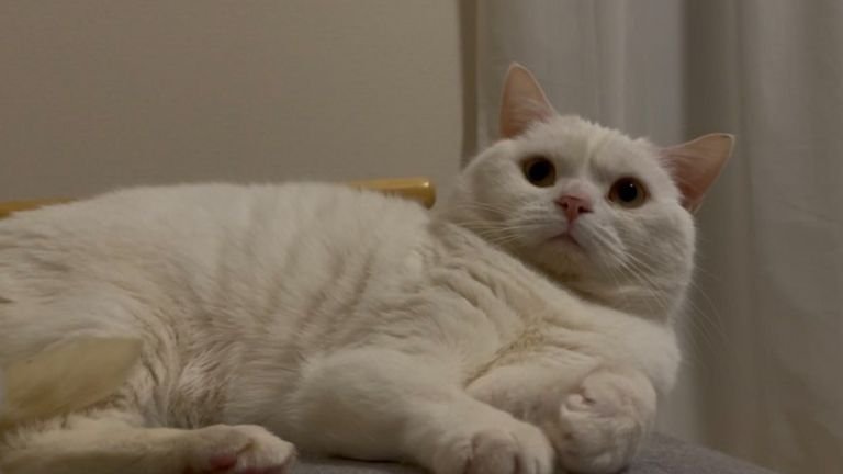 室内にいる猫