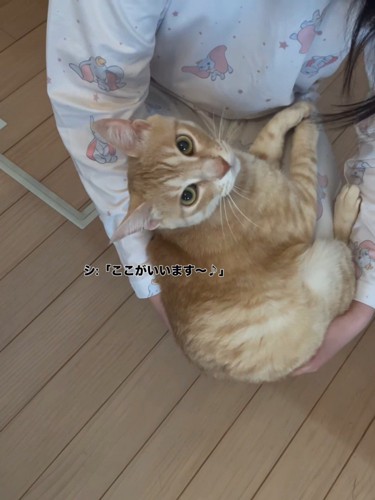 見上げる猫