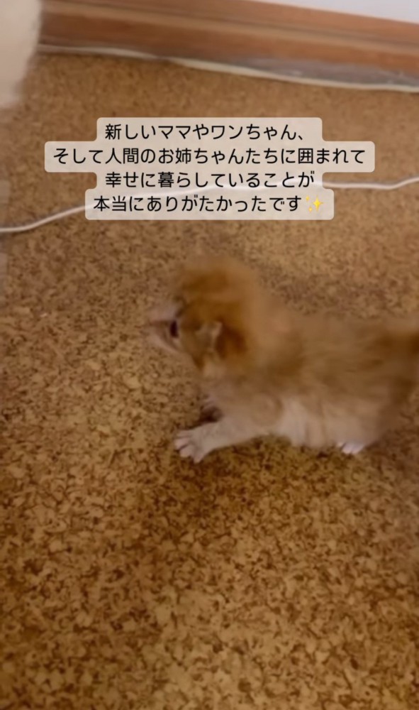 白い犬の方を見る子猫