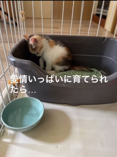 トイレをする子猫