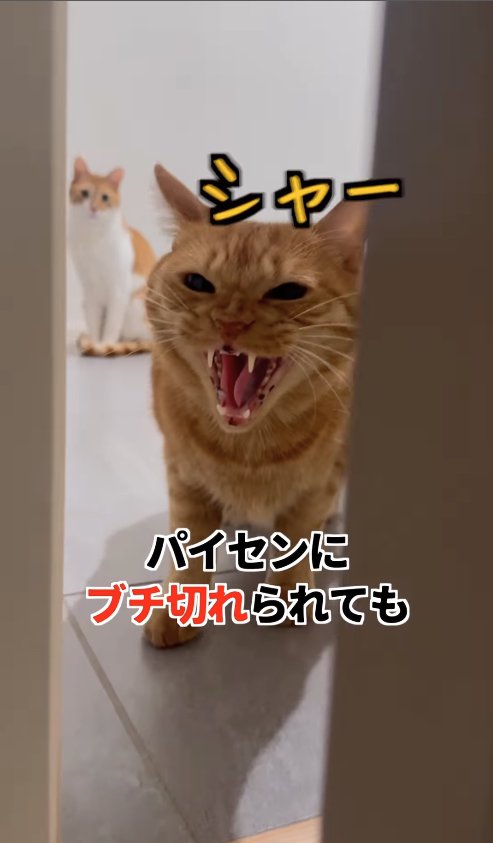 ドアの隙間から威嚇している猫