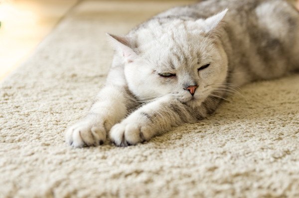 室内でくつろぐ猫