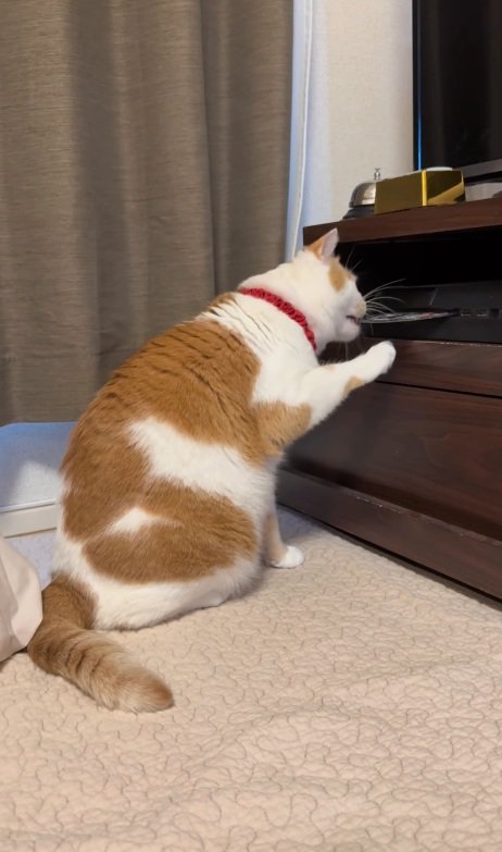 ディスクを噛む猫