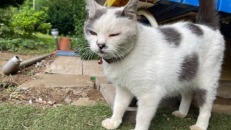 外にいる猫