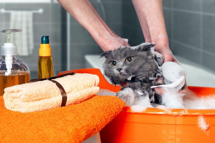 猫をシャンプーするところ