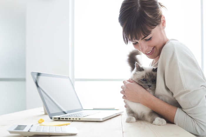 ティッシュの箱から覗く子猫