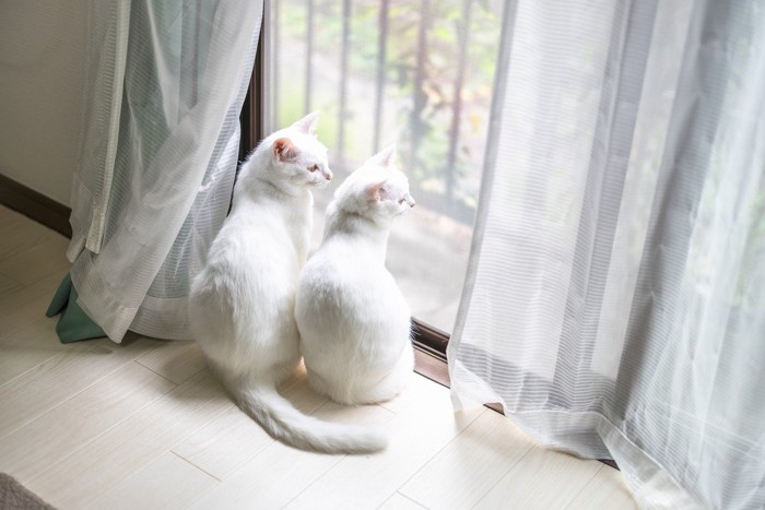 ニャルソック