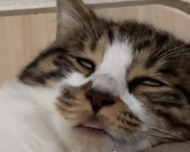 白目で口が半開きの猫