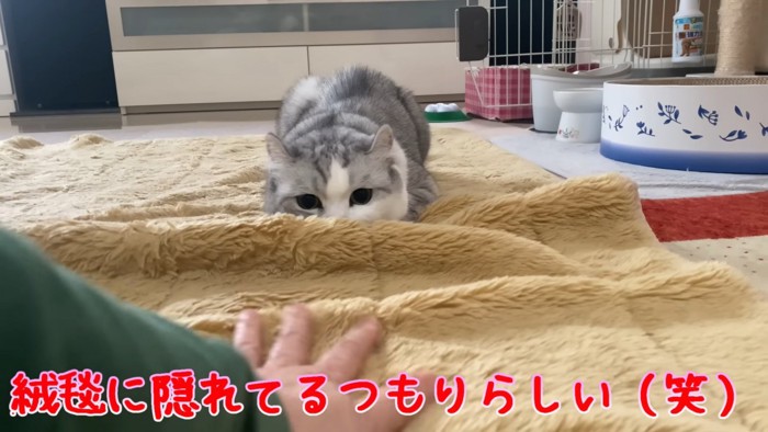 姿勢を低くする猫