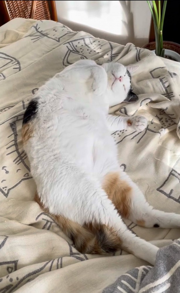 ベッドの上で仰向けに眠る三毛猫