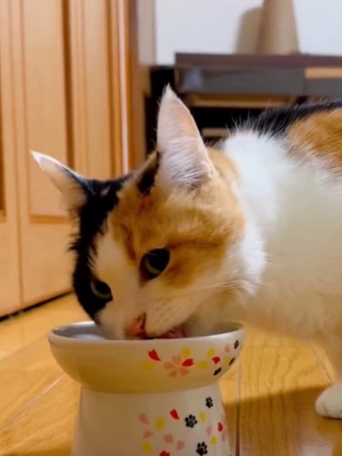 横向きでご飯を食べる三毛猫