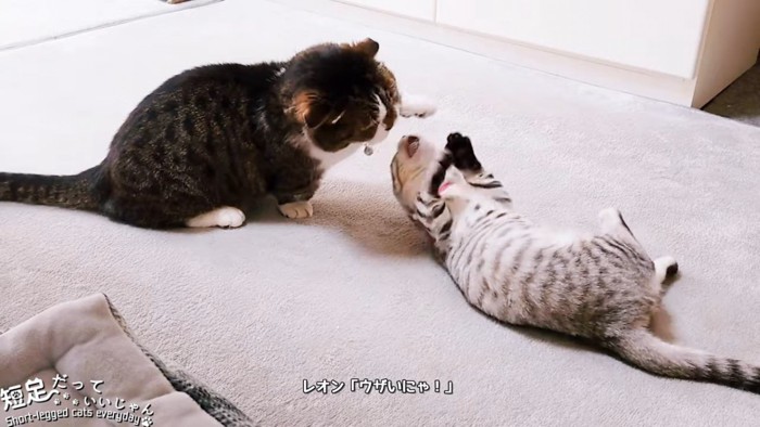 仰向けの子猫と前足を上げる成猫