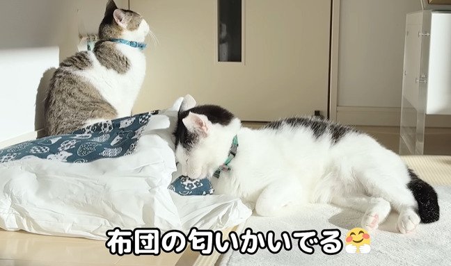 布団のにおいを嗅ぐ猫