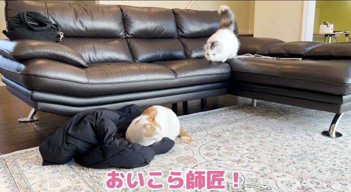 突撃する猫