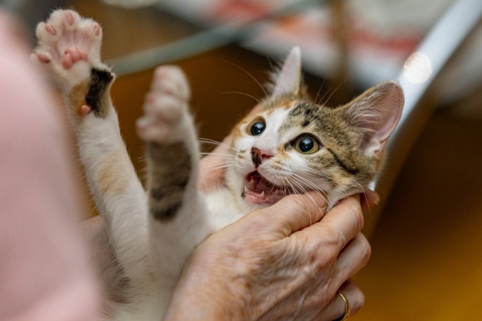 元気な猫