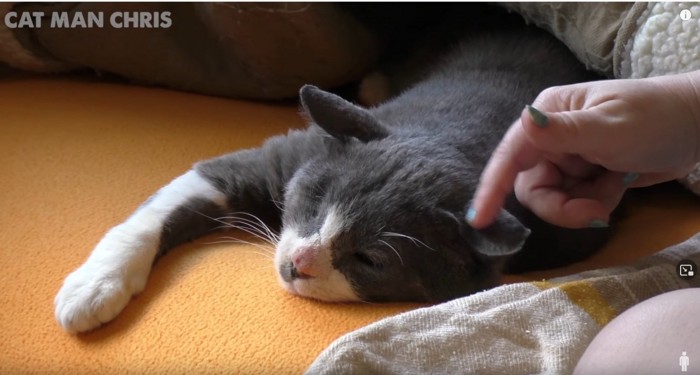 オレンジ色のカーペット上に猫